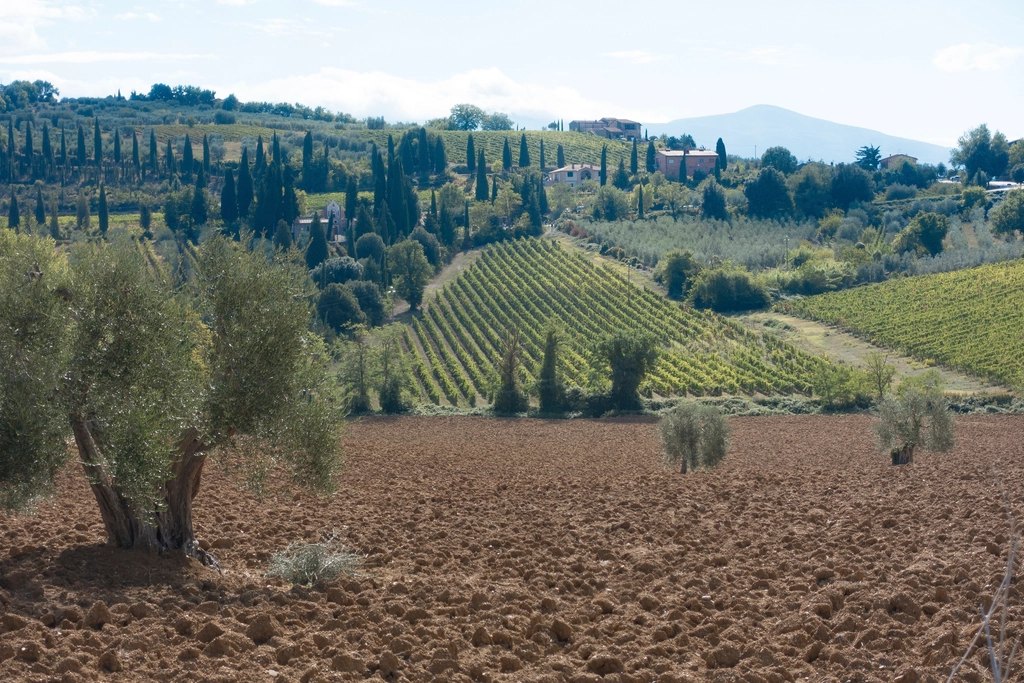 Freshly tilled red earth in front of an olive tree, with terraced fields and cypresses beyond
