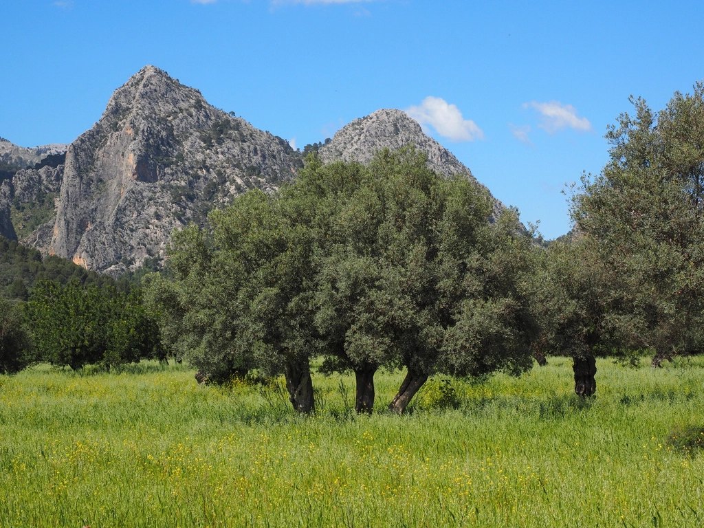 Old olive trees standing in a meadow of wild grass below rocky limestone peaks under a blue sky