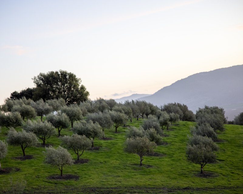 Rows of mature olive trees across a green hillside at dusk, with mountains on the horizon