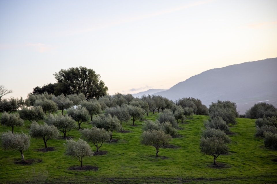 Rows of mature olive trees across a green hillside at dusk, with mountains on the horizon