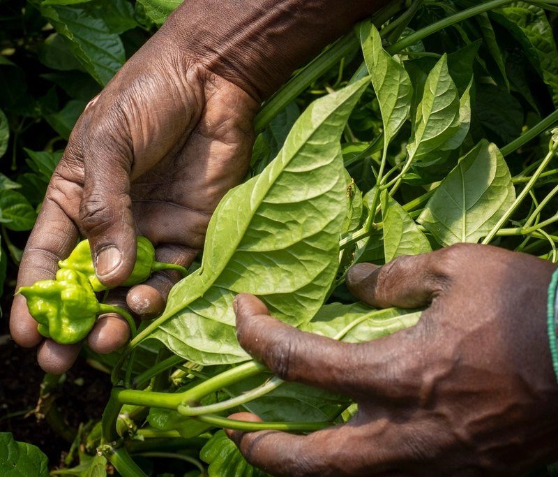 A grower's hands cupping fresh green leaves while inspecting a crop in the field