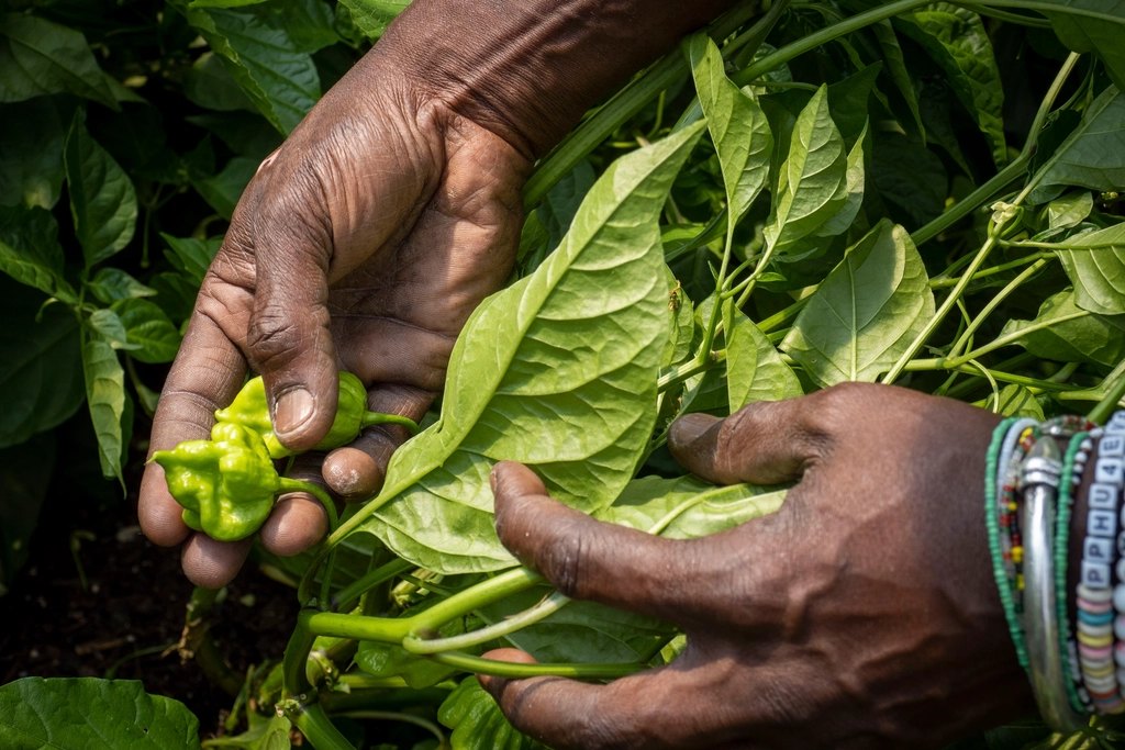 A grower's hands cupping fresh green leaves while inspecting a crop in the field