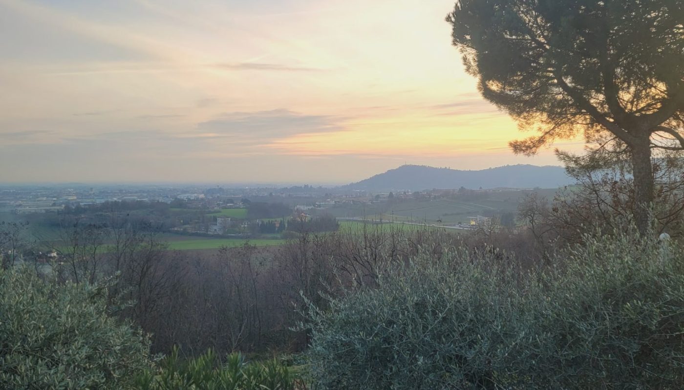 A wide Mediterranean landscape at dusk with pine and olive trees silhouetted against a pale sky