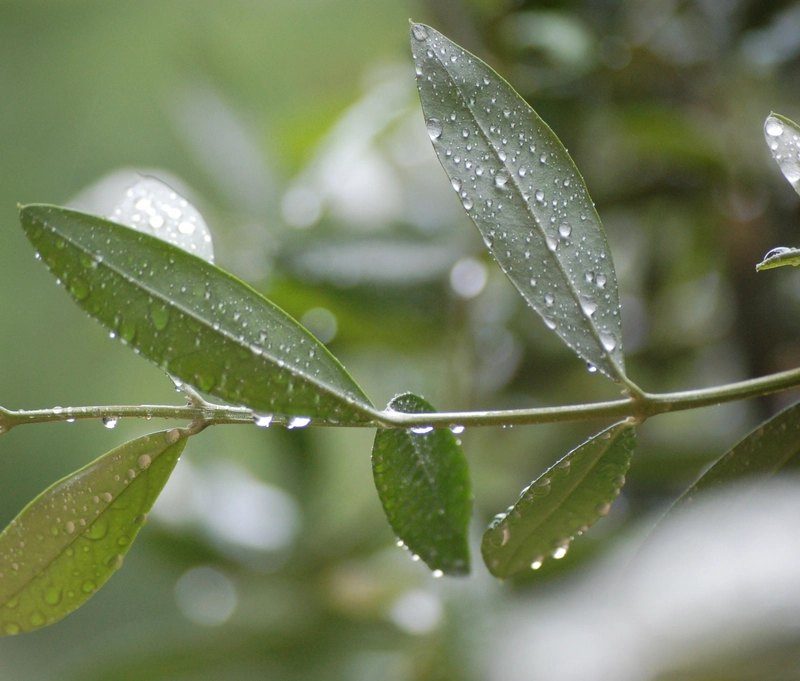 Raindrops resting on the narrow leaves of an olive branch after rain