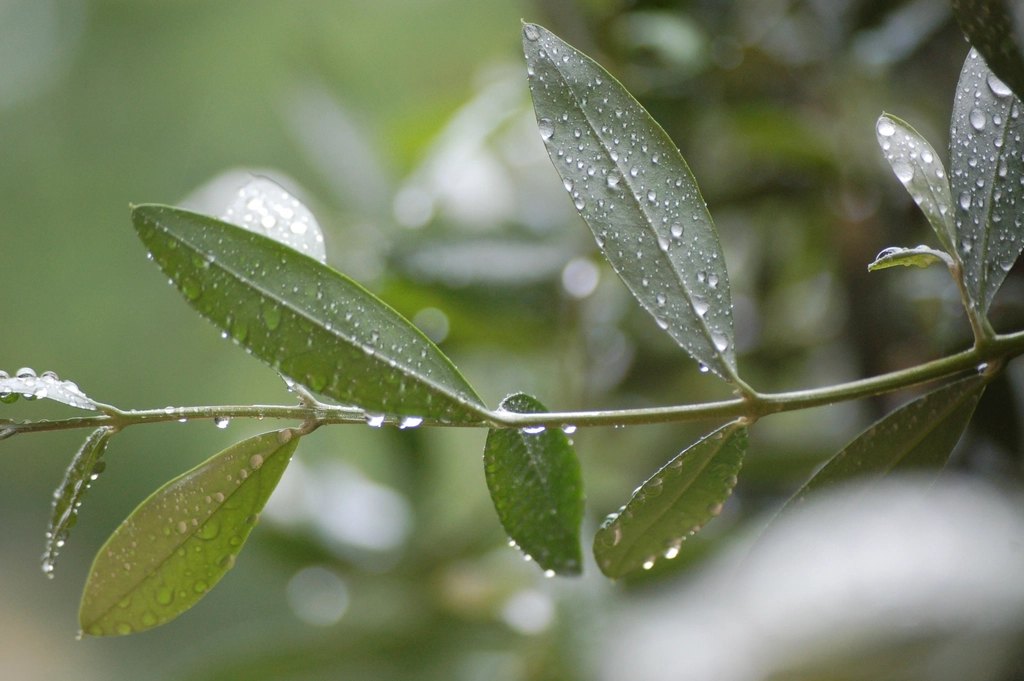 Raindrops resting on the narrow leaves of an olive branch after rain