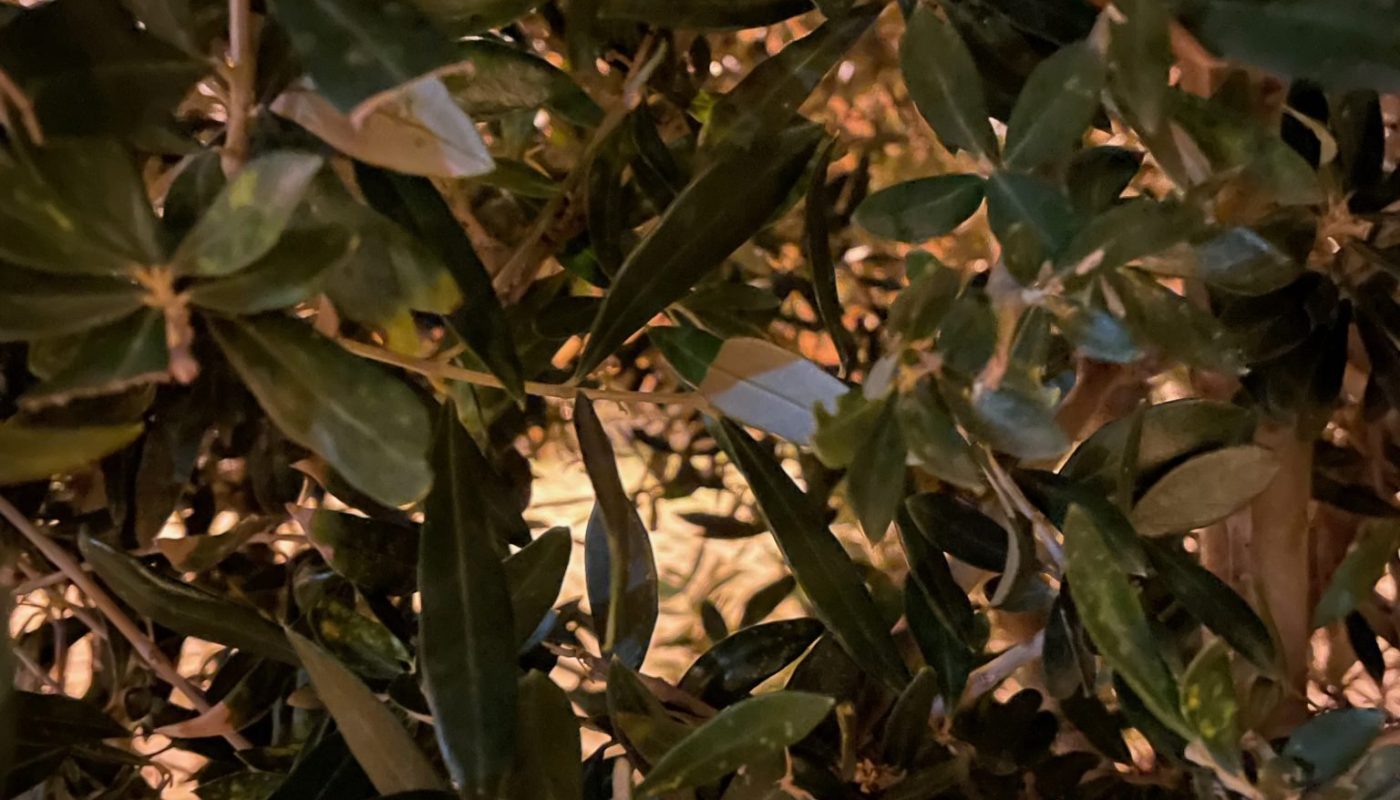 Dense silver-green olive foliage filling the frame