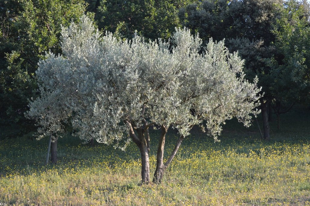 A solitary olive tree with a broad silver canopy standing in a grassy field