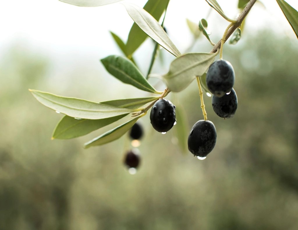 Fully ripe black olives hanging from an olive branch against a soft green background
