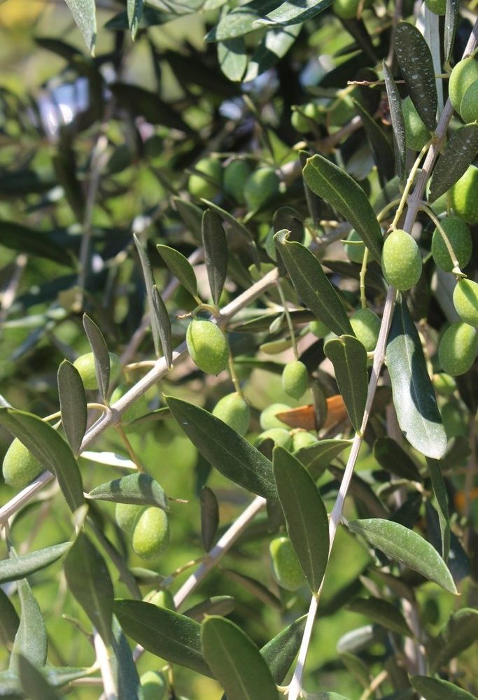 Green olives growing among narrow olive leaves in bright daylight
