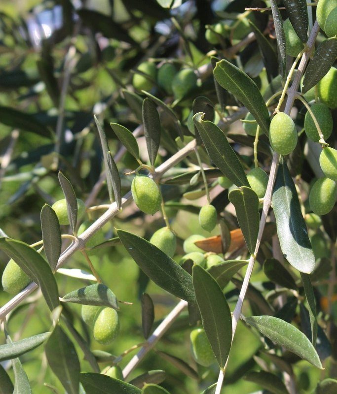 Green olives growing among narrow olive leaves in bright daylight
