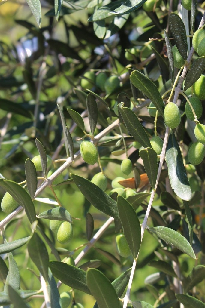 Green olives growing among narrow olive leaves in bright daylight