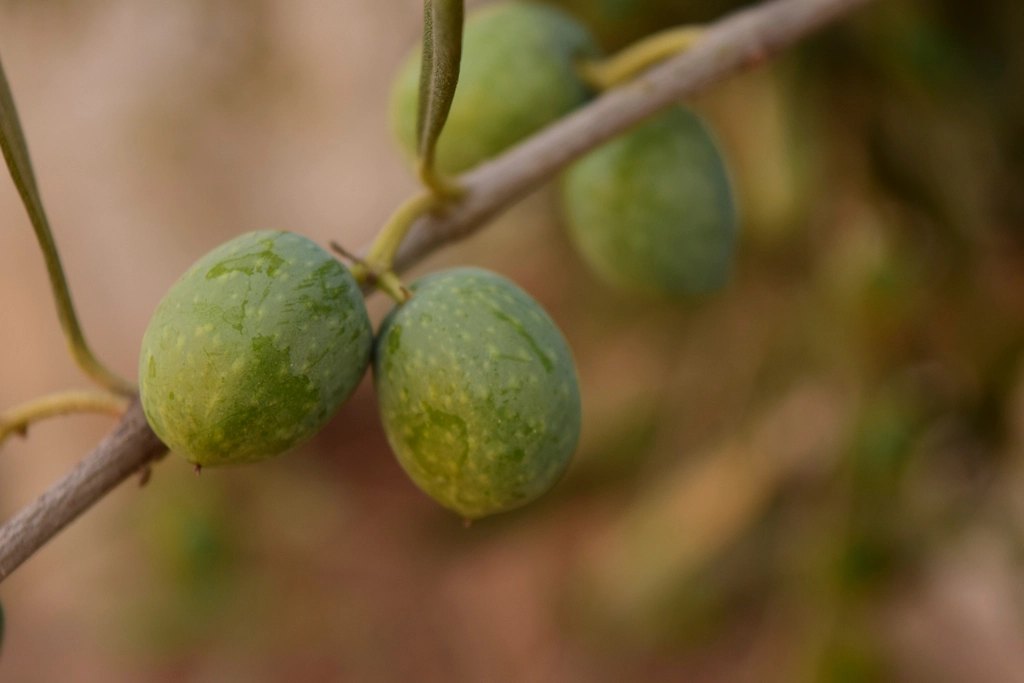 Three green olives on a slender branch, photographed close up with a blurred background