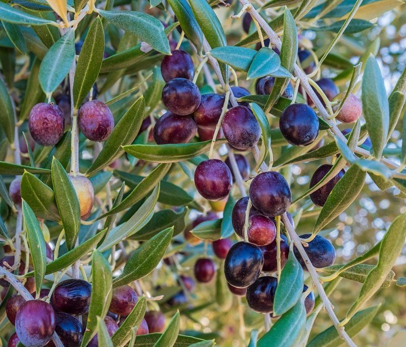 Clusters of olives turning from green to deep purple among silver-green leaves