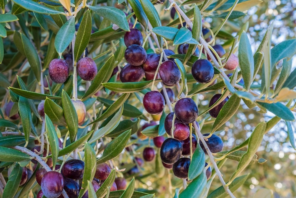 Clusters of olives turning from green to deep purple among silver-green leaves