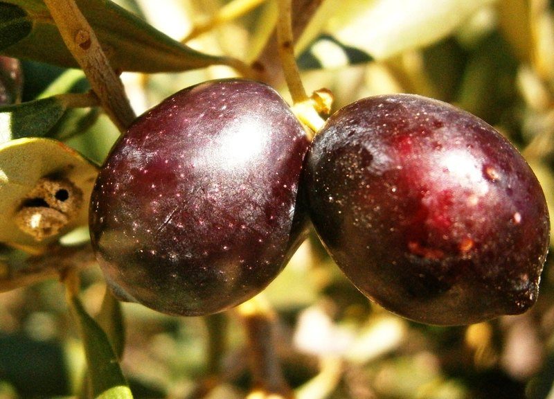 Two deep purple ripe olives glistening on the branch, photographed close up
