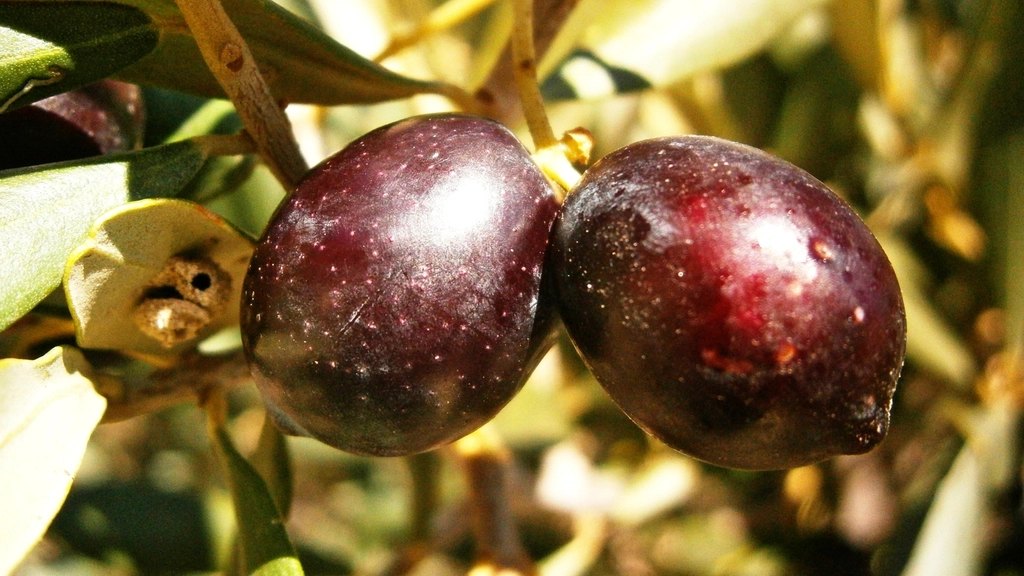 Two deep purple ripe olives glistening on the branch, photographed close up